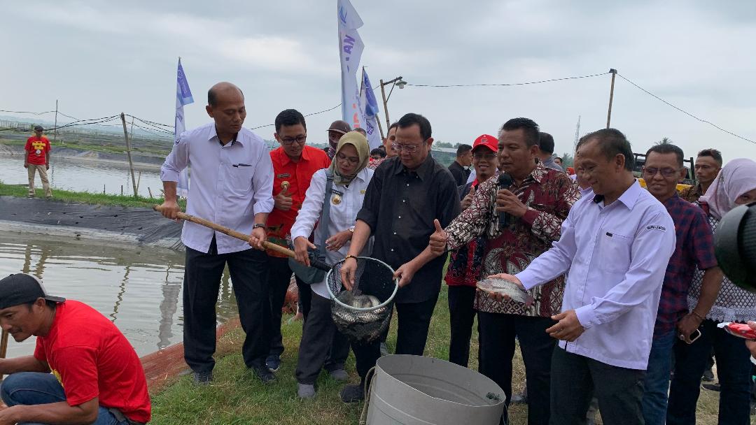 Kementrian KKP Bagikan 600 Ribu Benih Udang di Lampung Selatan