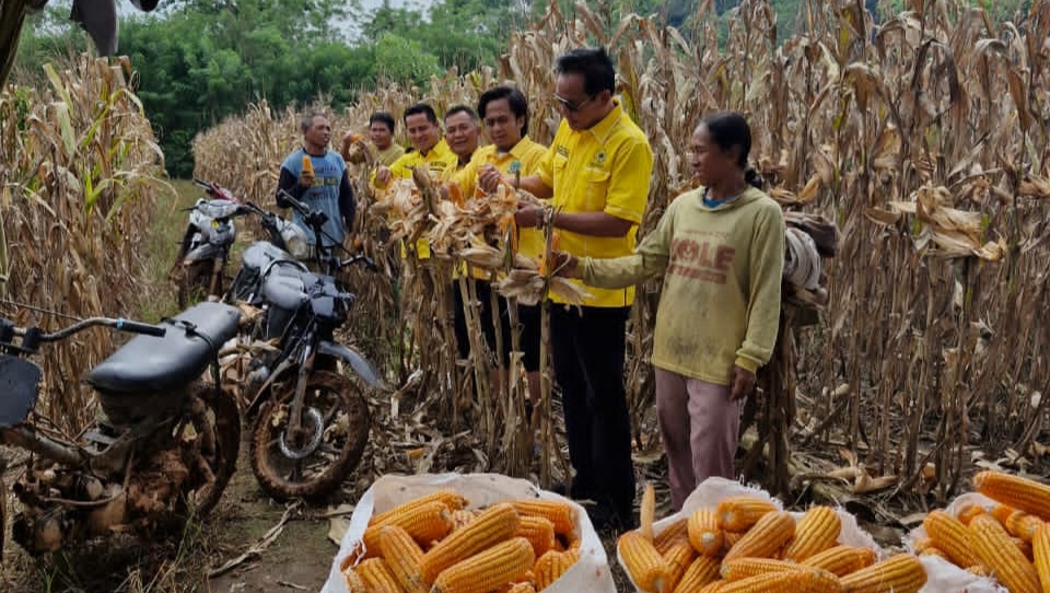 Ketua DPD Partai Golkar Way Kanan Hadiri Panen Raya Jagung di Kecamatan Baradatu