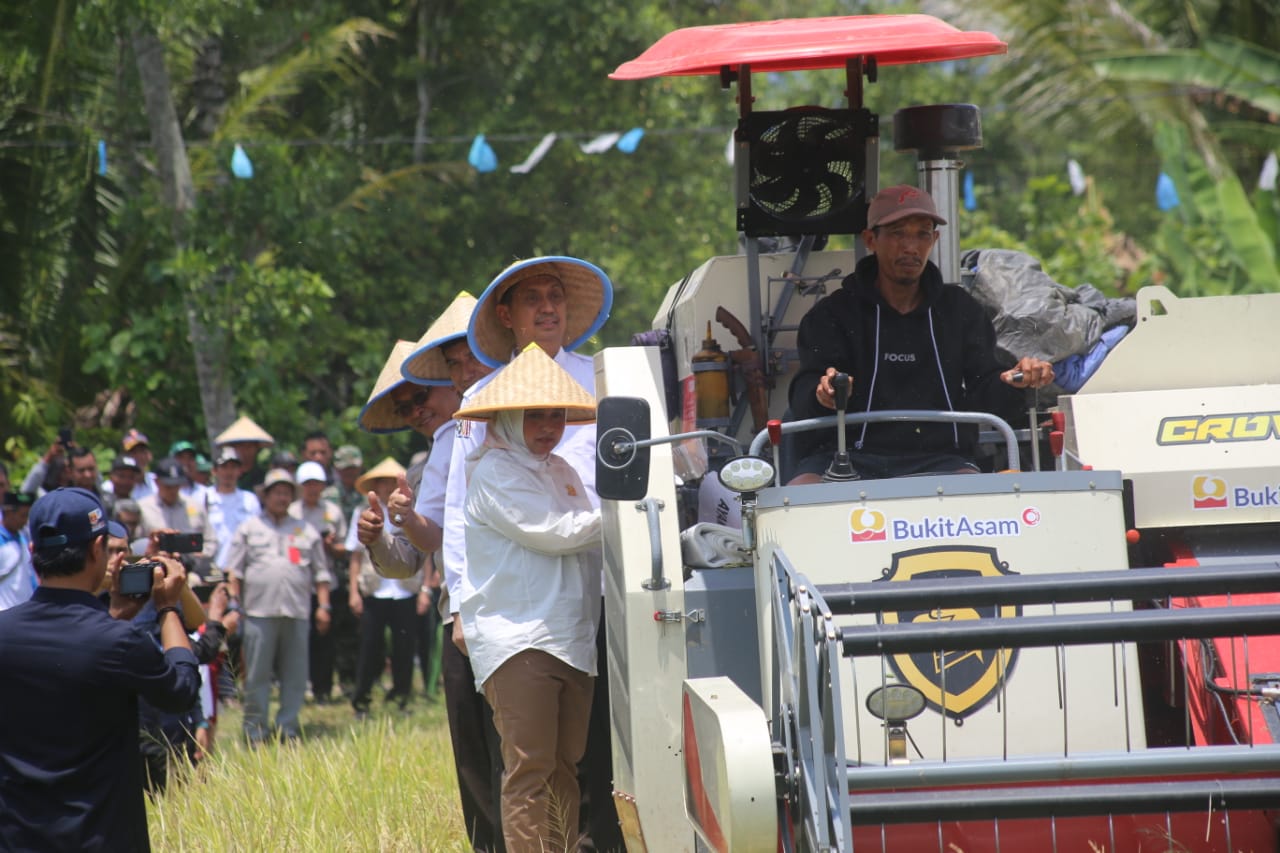 Pemkab Lampung Barat Bersama Kementan  RI Melakukan Panen Raya Padi