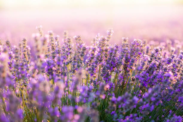 Tidak Banyak Orang Tau! Manfaat dan Khasiat dari Bunga Lavender