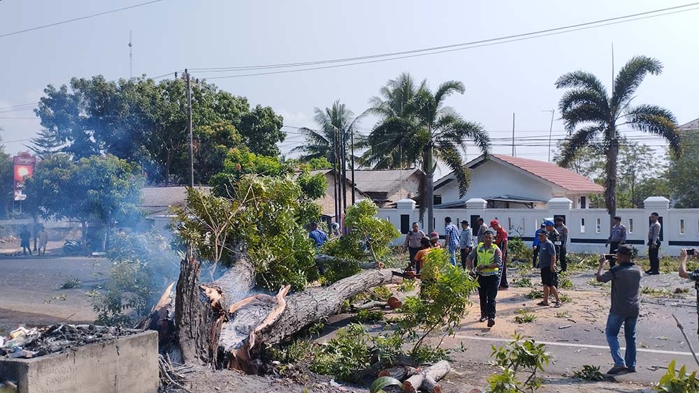 Pohon Tumbang Sengaja Dibakar di Kalianda, Melukai 2 Pemotor