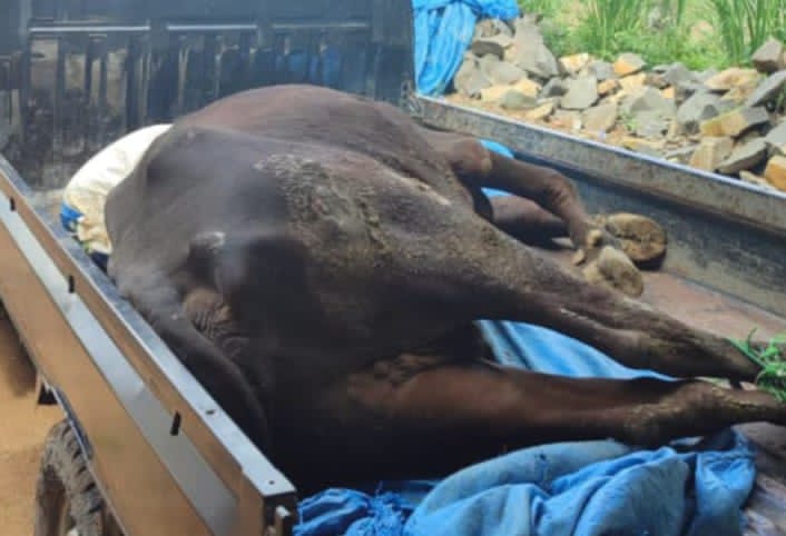 Wabah PMK, Peternak Sapi di Lamtim Merugi, Sapi Mati Hingga Terpaksa Jual Murah Sapi Sakit