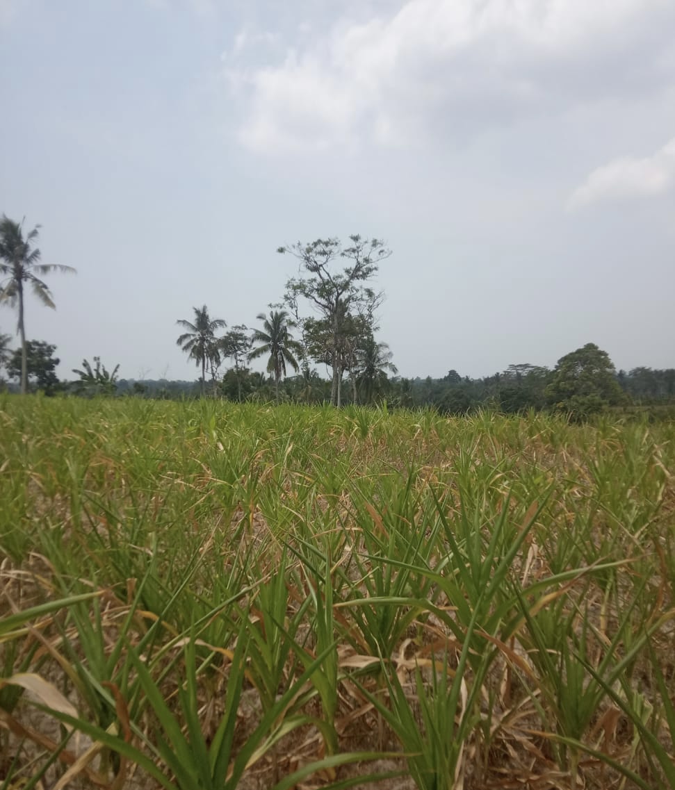 Jagung 150 Hektare di Sragi Kekeringan