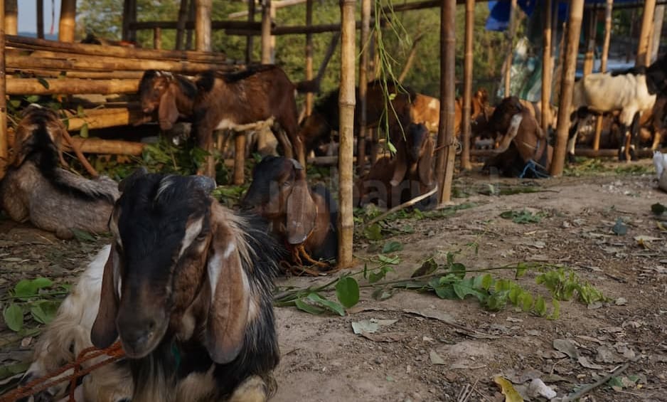 Dinas Pertanian Pastikan Kebutuhan Hewan Kurban di Bandar Lampung Tercukupi