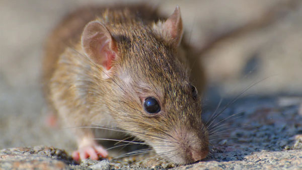 Tikus Menyerang Padi, UPT Menghimbau Petani