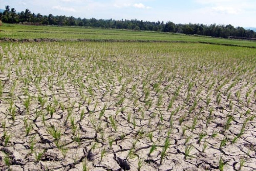 Sembilan Kecamatan di Pringsewu Terancam Kekeringan