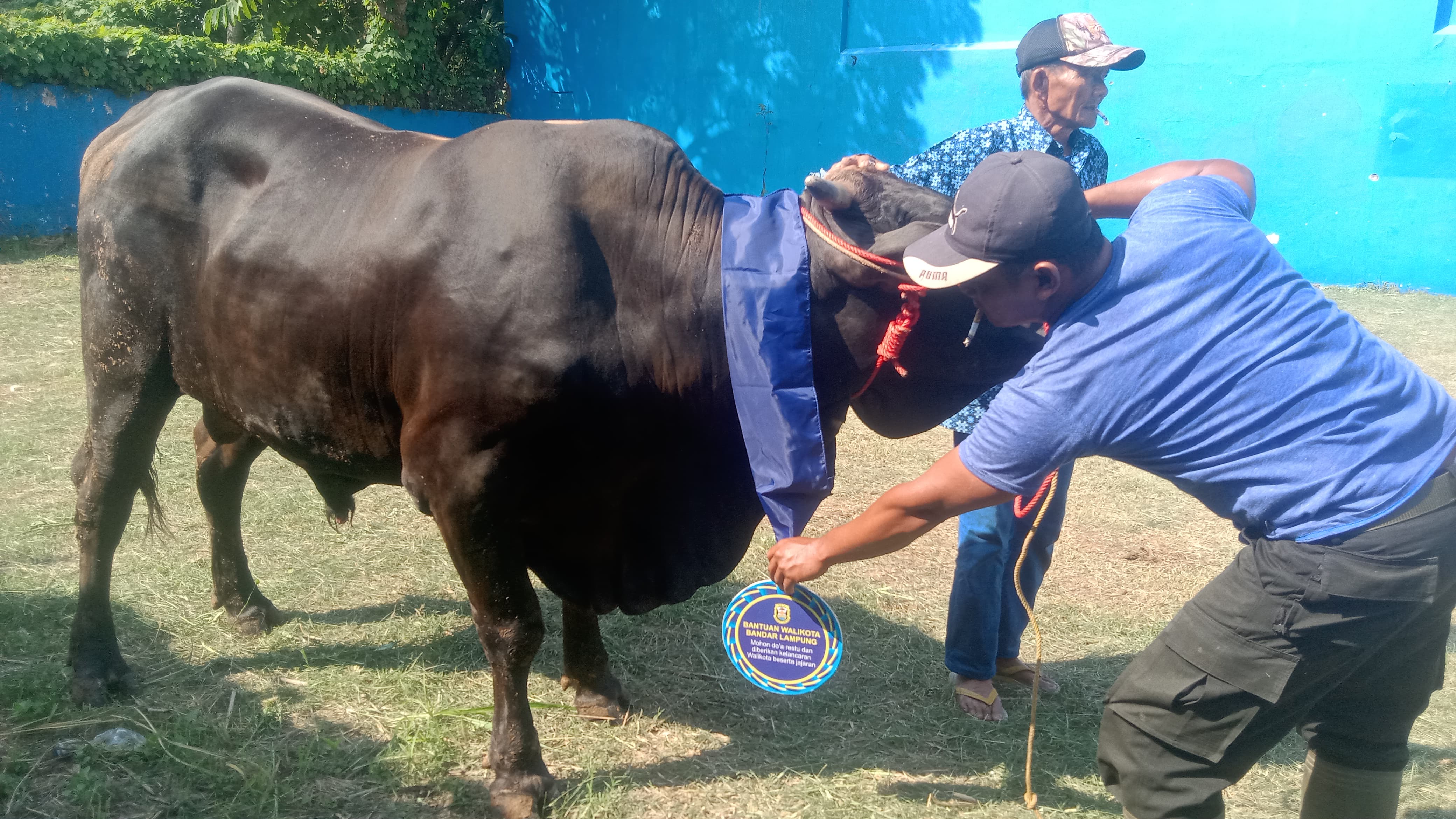 Pemkot Bandar Lampung Salurkan 93 Hewan Qurban