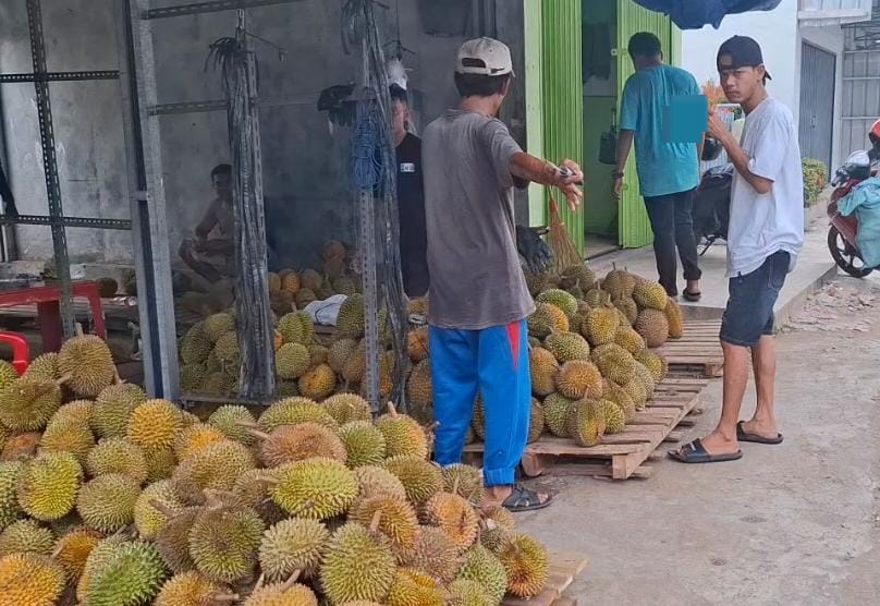 Awal Tahun Baru, Lapak Dagang Durian di Kota Metro Ramai Diserbu Pembeli