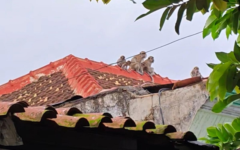 Mencari Makan, Belasan Monyet Turun ke Permukiman Warga di Pahoman