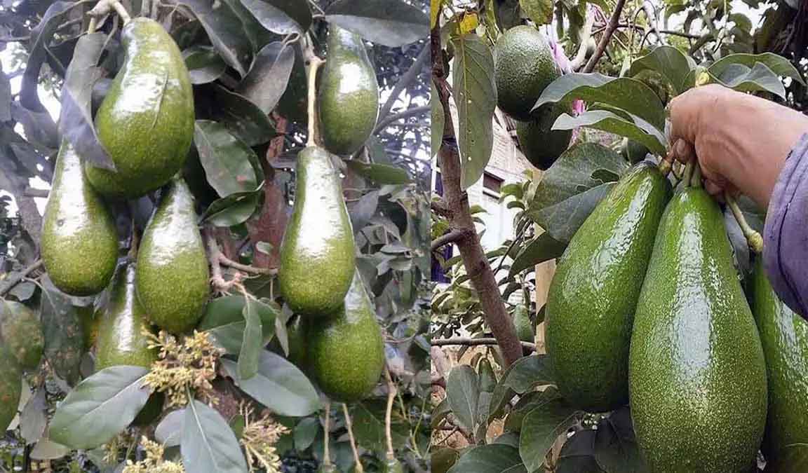 Berkebun Alpukat, Pilihlah  Jenis yang Mudah Diserap Pasar, 4 Jenis ini Sangat Laris di Pasar 