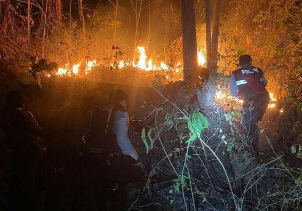Lahan Kebun Jati Seluas Lima Ha Di Pringsewu Terbakar