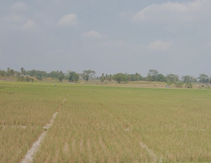 Kemarau Berdampak, Gagal Panen Terus Meluas Capai 300 Hektare