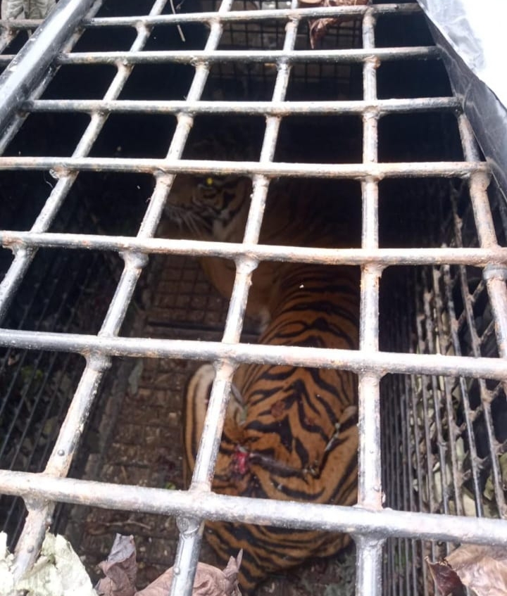 Harimau Yang Serang Petani di Lambar Berhasil Tertangkap