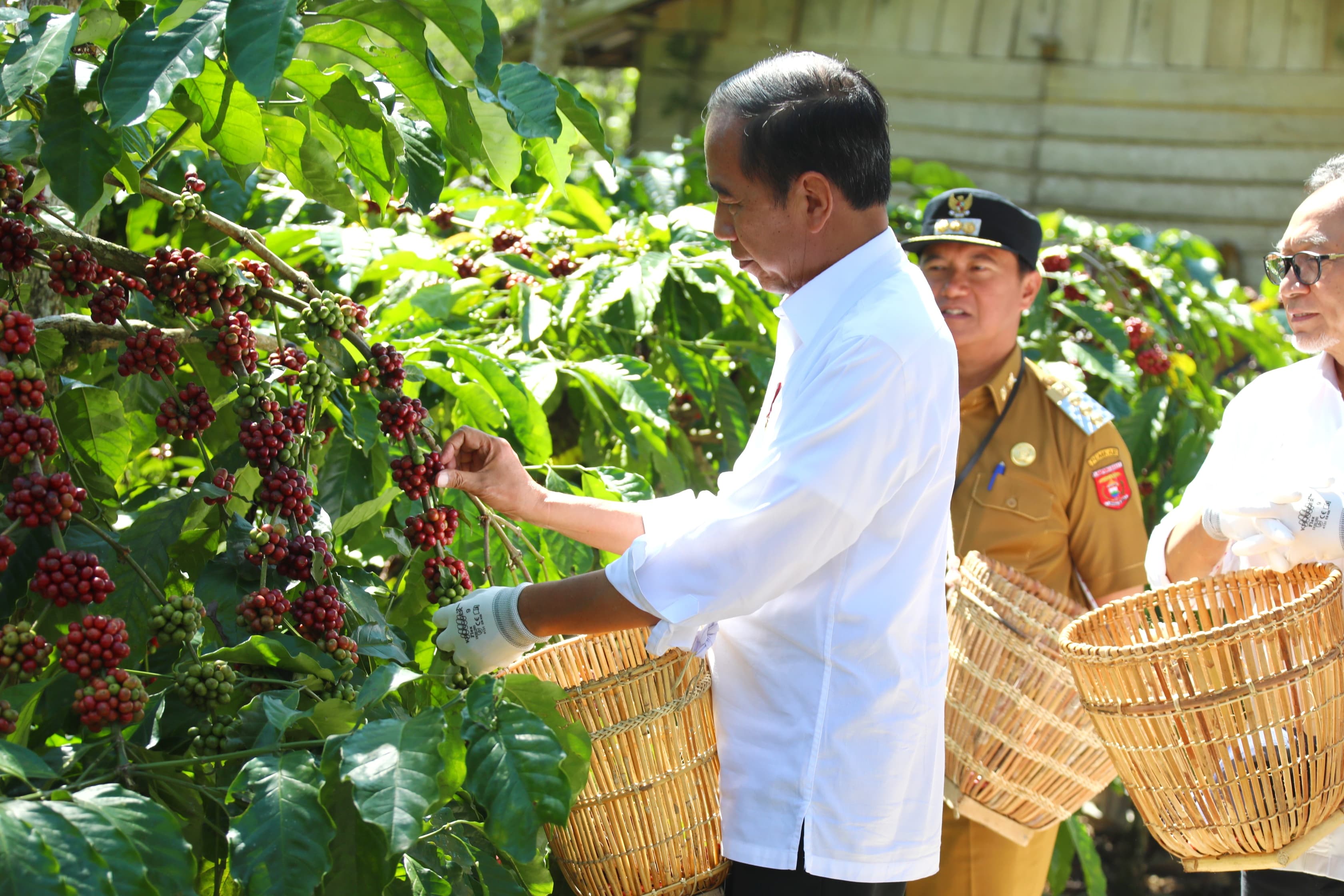 Jokowi Panen Kopi: Harusnya Bisa 8 Ton atau 9 Ton, Ini Tugas Kita Bersama