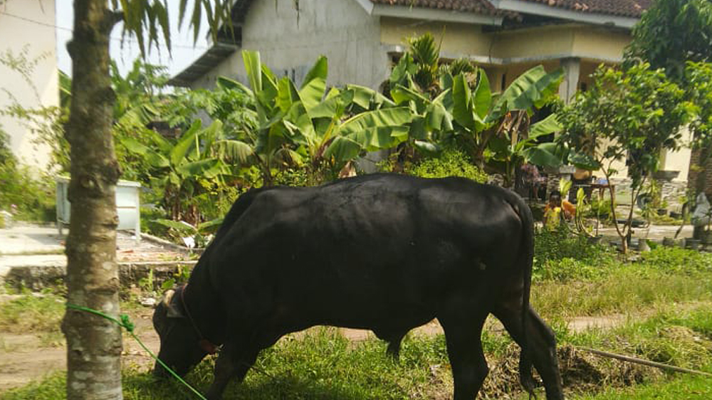 20 Ekor Sapi Bantuan di Sragi Lamsel Lenyap