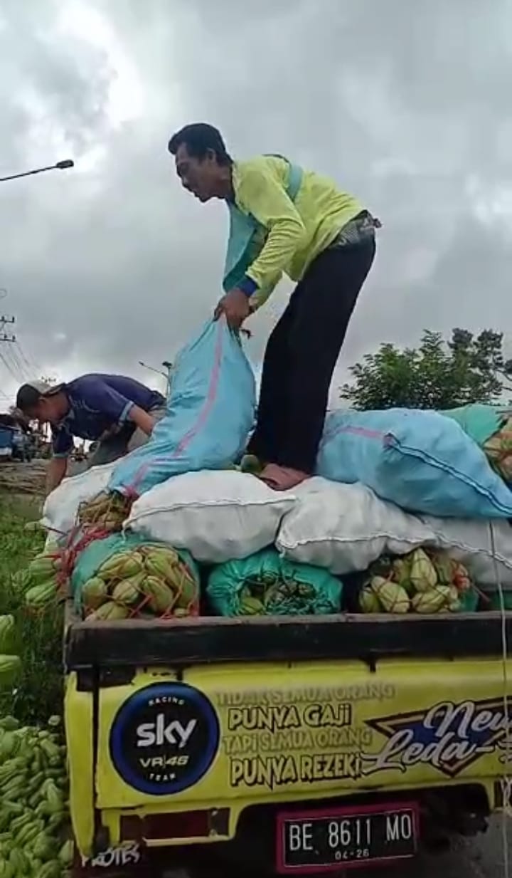 Tak Ada Harga, Berton-ton Labu di Lambar di Buang