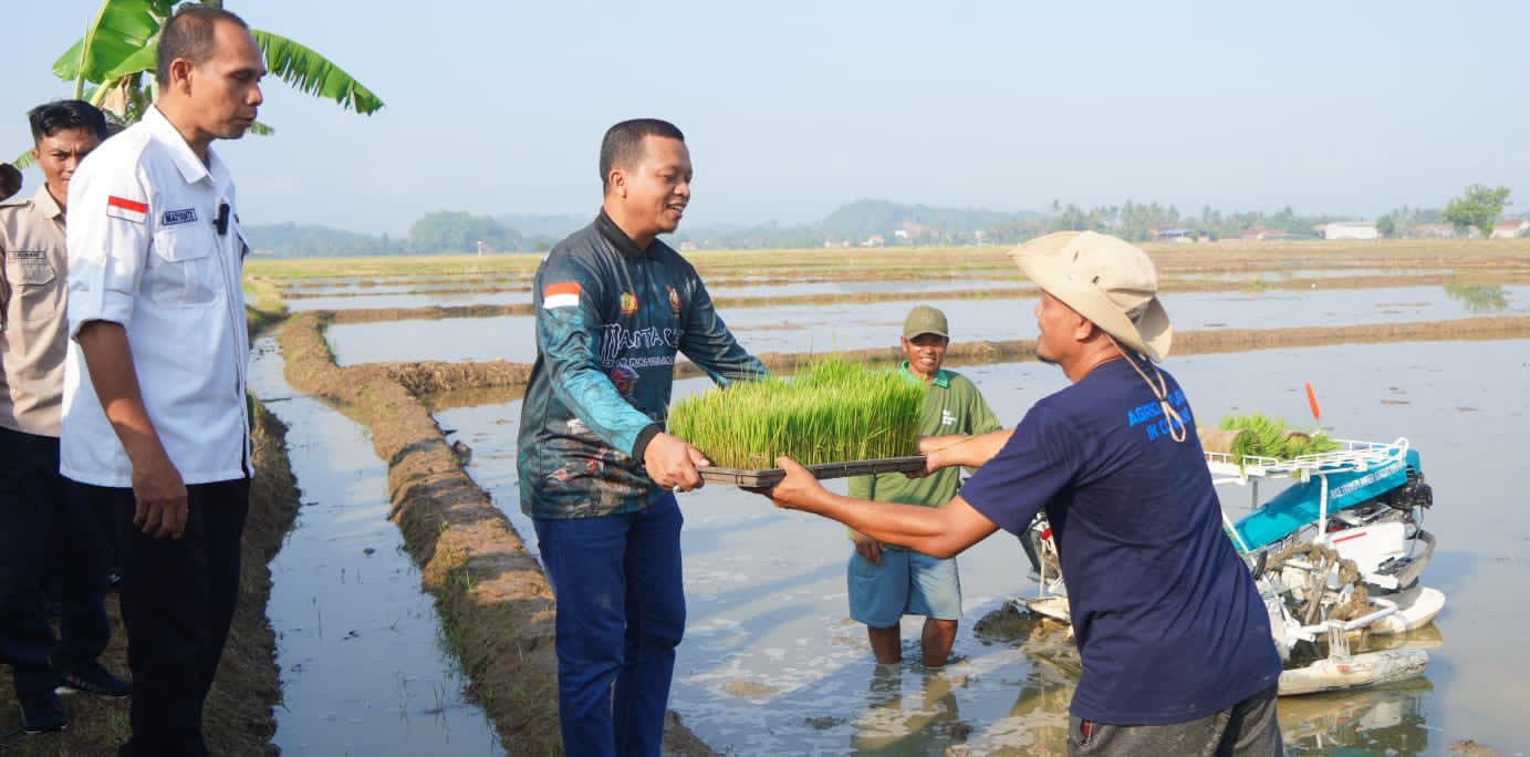 Bupati Riyanto Tanam Padi Perdana Corporate Farming 