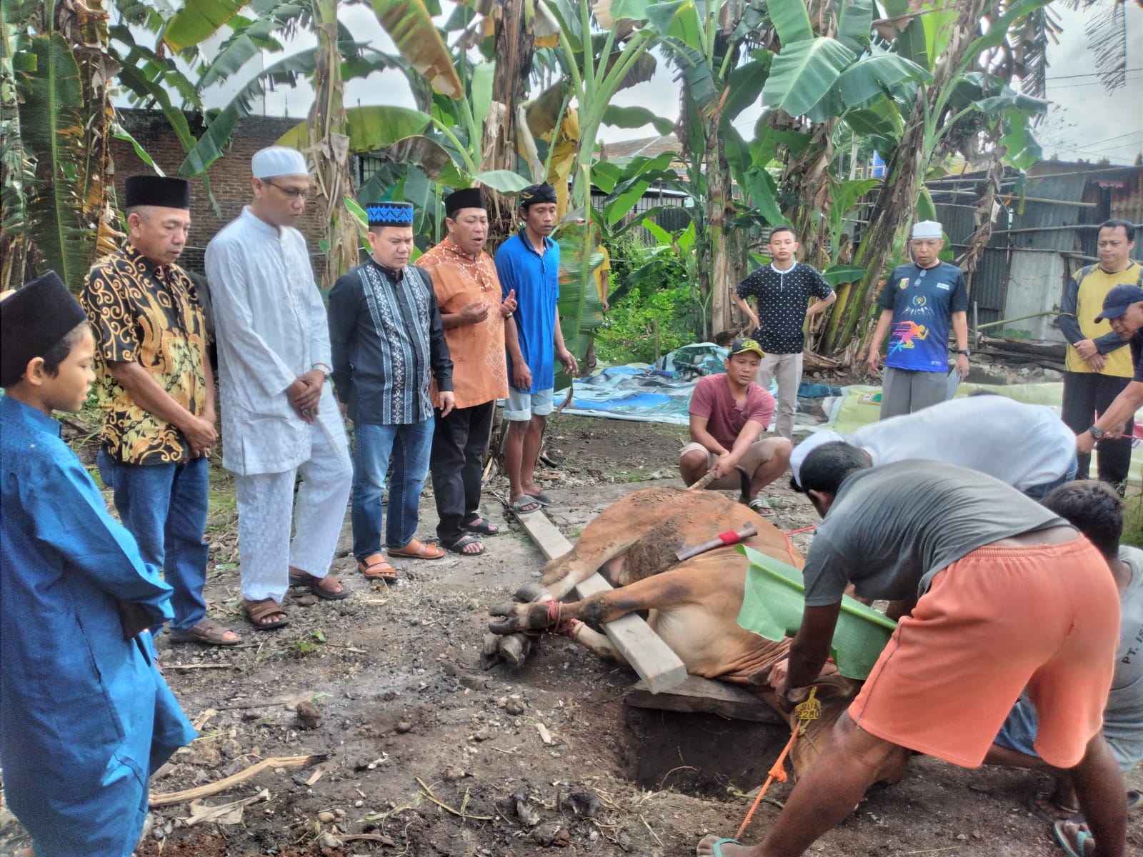 PWI Lampung Kurban 4 Ekor Sapi di Idul Adha 1444 Hijriah