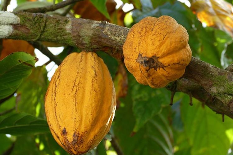 Disbunak Pesawaran Jadikan Komoditas Kakao sebagai Produksi Unggulan