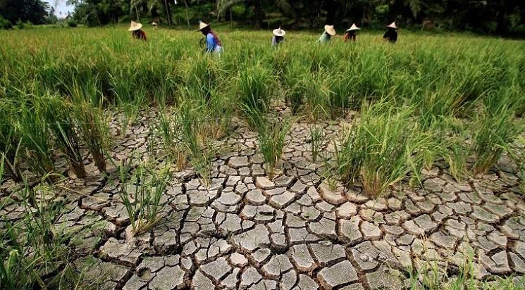 400 Hekatare Tanaman Padi di Palas Rusak Berat, Produksi Rata-rata Gabah Turun