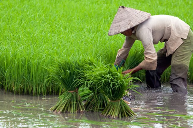 Pemkot Bandar Lampung Miliki 222 Hektare Sawah Berkelanjutan