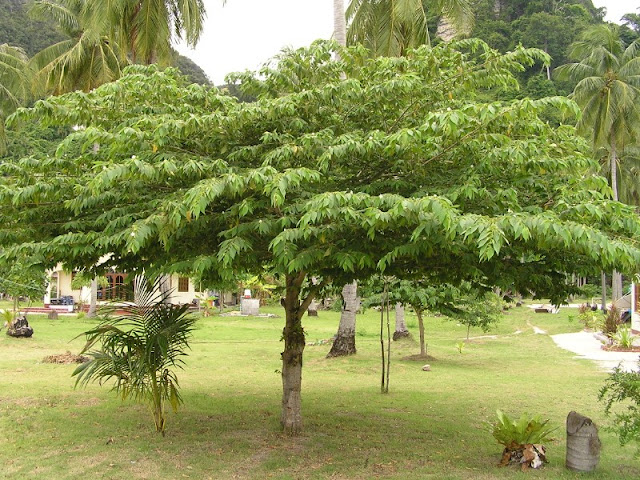 Manfaat Pohon Seri untuk Kesehatan dan Kecantikan