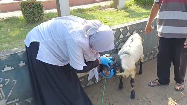 Jelang Idul Adha Disbunak Periksa Hewan Kurban