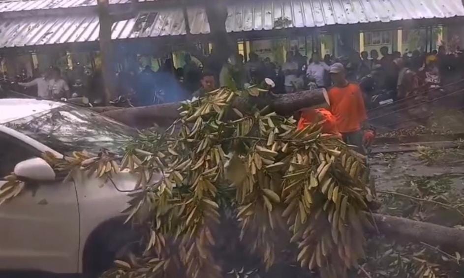 Cuaca Ekstrem, Pohon Tumbang Timpa Kendaraan Parkir di UIN Jusila