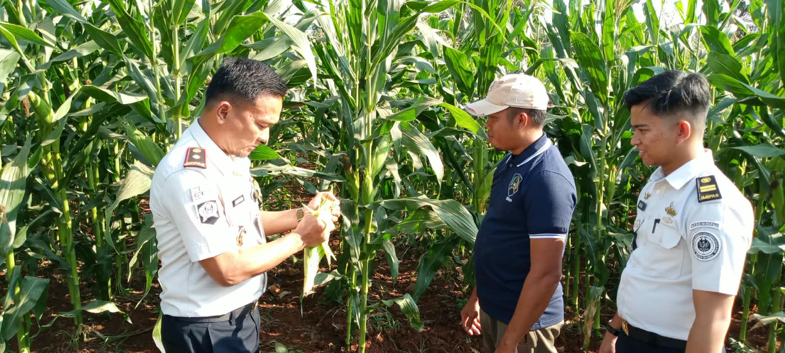 Jelang Panen Raya, Jagung Rutan Sukadana Bertahan di Tengah Kemarau