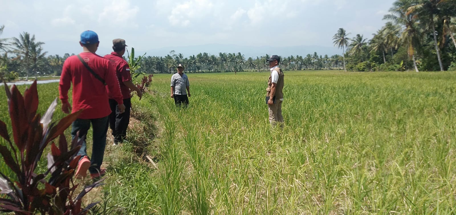 Kepala Pelaksana BPBD Tinjau Areal Persawahan yang Kekeringan 