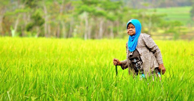 Produksi Unggulan Padi Capai 924,17 Ton