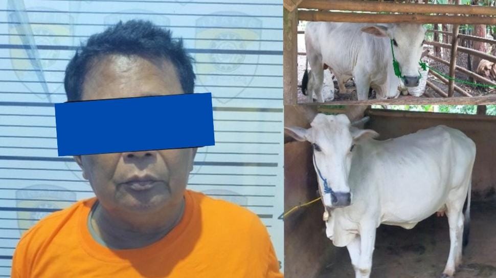 Polisi Tangkap Pria 61 Tahun, Pelaku Pencurian Dua Sapi Ternak di Metro Timur