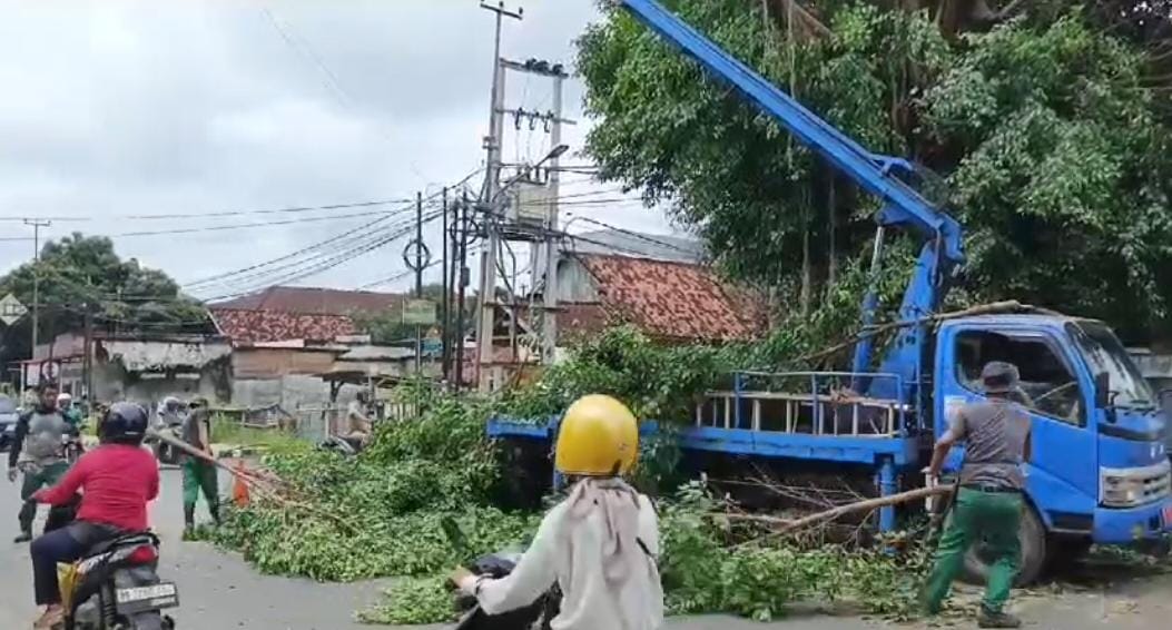 Intensitas Hujan Tinggi, Dinas LH Kota Metro Antisipasi Pohon Tumbang