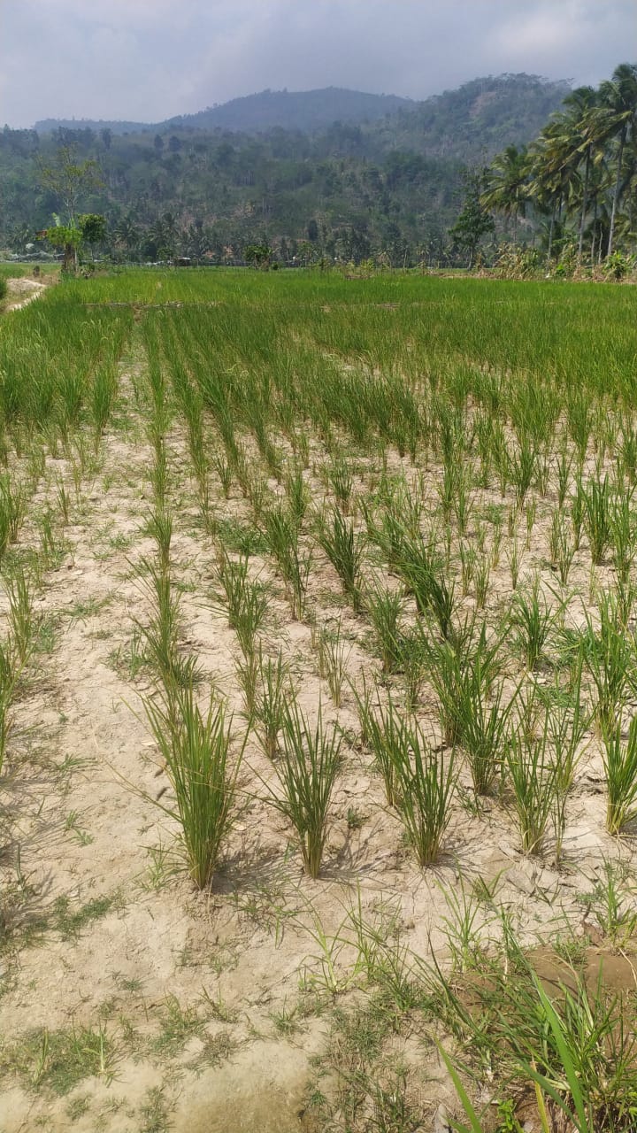 Dampak Nyata El Nino, Puluhan Hektare Sawah di Lambar Terancam Gagal Panen