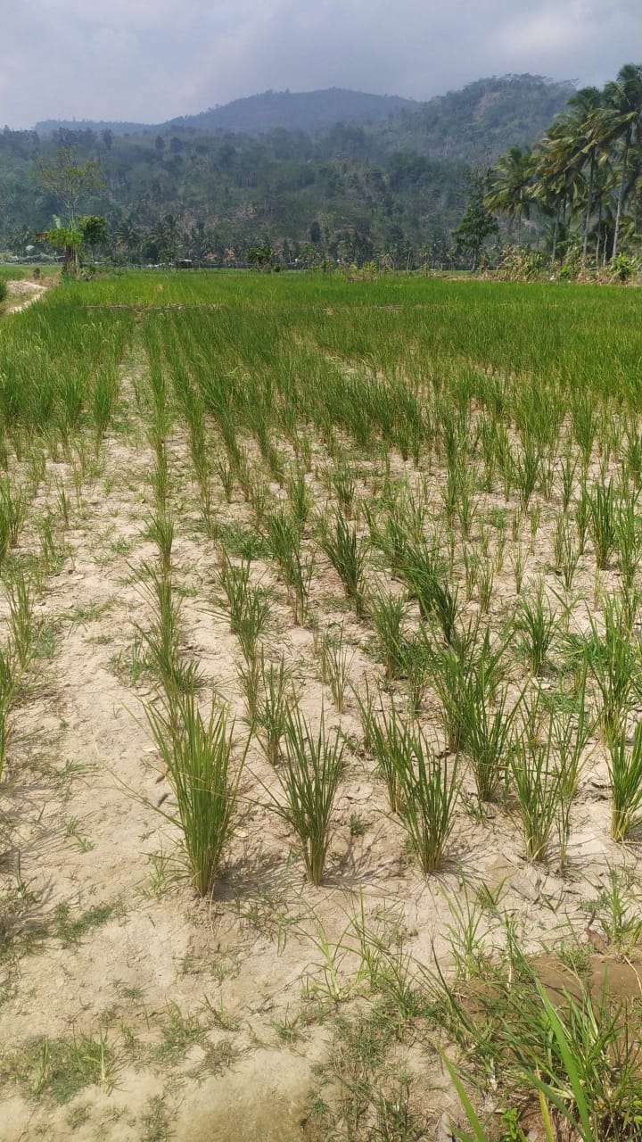 Dampak Nyata El Nino, Puluhan Hektare Sawah Di Lambar Terancam Gagal Panen