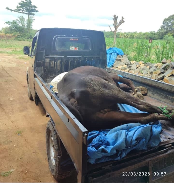 Ratusan Sapi di Lampung Timur Terjangkit PMK