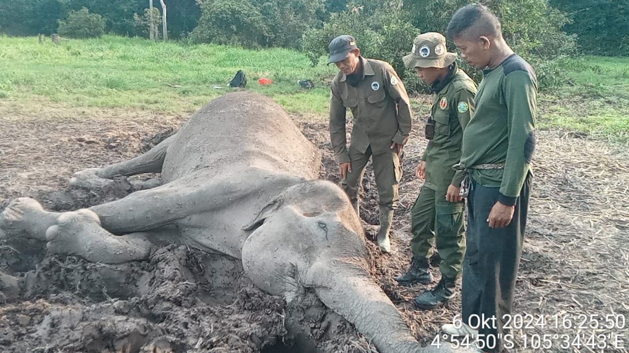 Seekor Gajah Ditemukan Mati Di Kawasan TNWK Lampung Timur