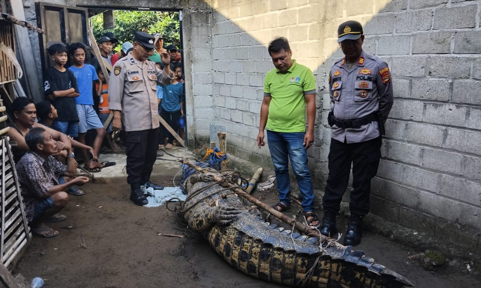 Buaya Muara Berumur, di Way Semaka, Tanggamus, Berhasil Ditangkap