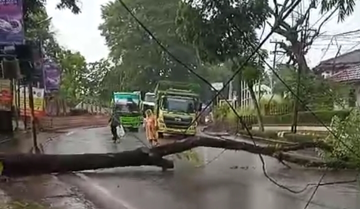 Pohon Tumbang Sebabkan Kemacetan Panjang di Jalinsum Lampung Utara