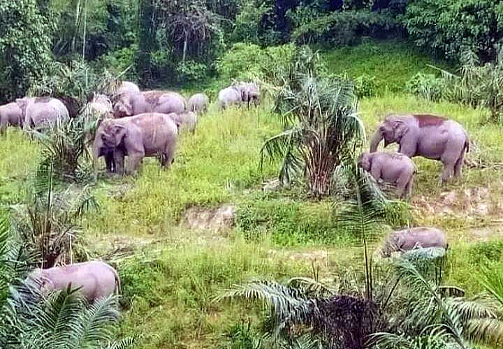 Belasan Gajah Liar Rusak Tanaman Warga di Ngambur, Warga Diimbau Jangan Panik