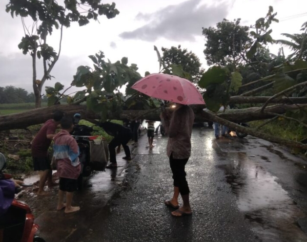 Angin Kencang, Pohon Tumbang Tutup Jalan dan Rumah Rusak di Abung Timur 