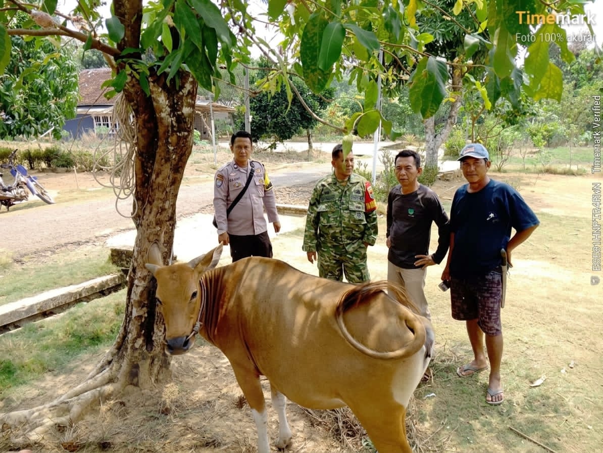 Heboh, Seekor Sapi Betina Tak Bertuan di Kebun Sawit Desa Bandar Putih, Polisi Imbau Pemilik Segera Melapor