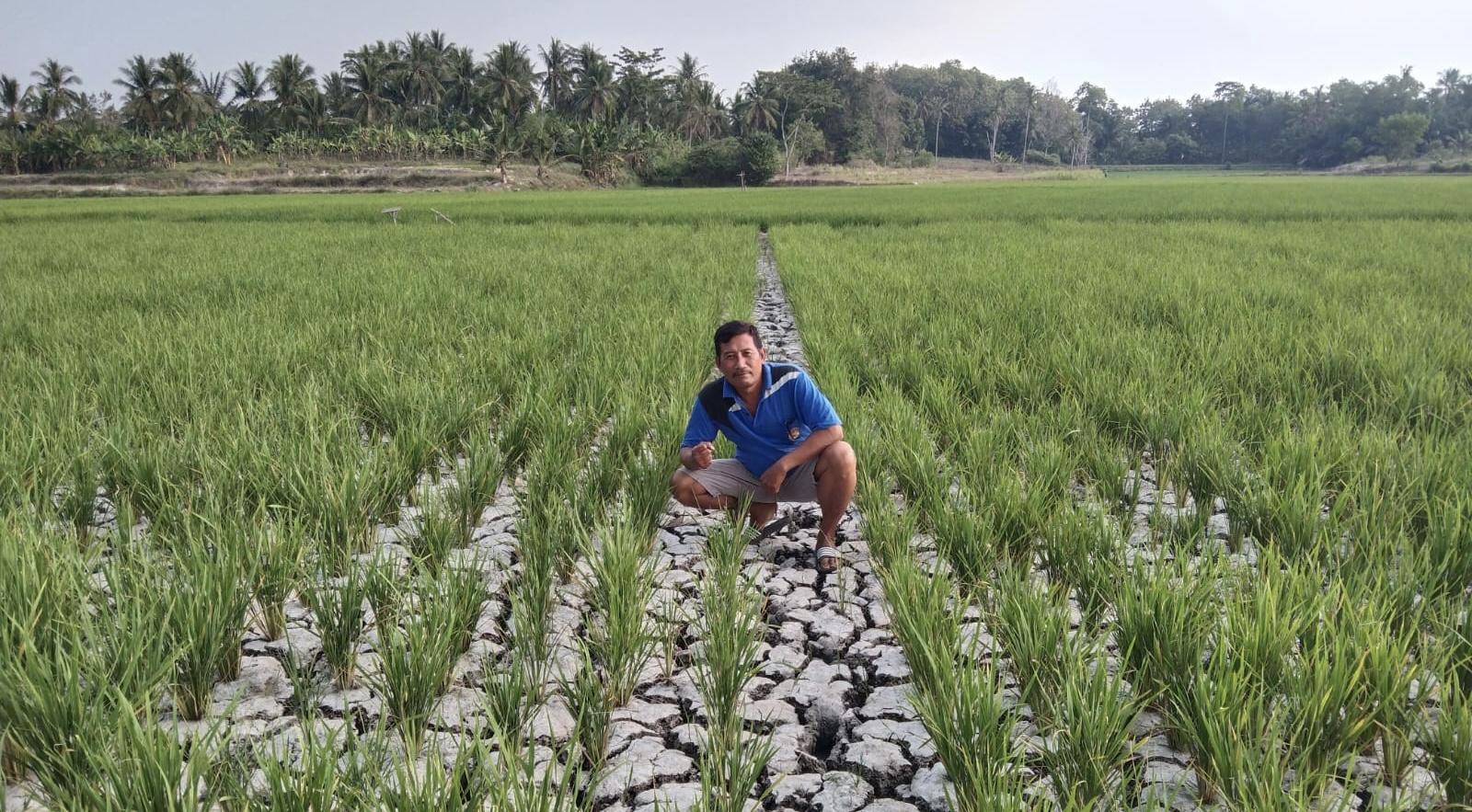 Akibat Kekeringan, Gagal Panen Tanaman Padi Meluas di Palas Lamsel