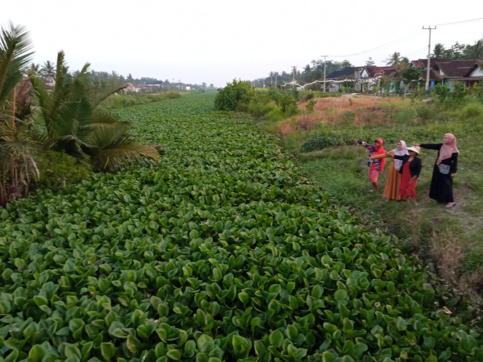 Gawat! Musim Kemarau Buat Petani Galau