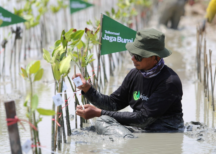 Telkomsel Jaga Bumi Kembali Tanam 10.600 Mangrove Hasil Donasi Poin Pelanggan