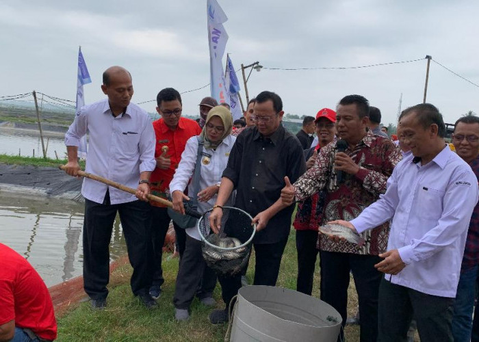 Kementrian KKP Bagikan 600 Ribu Benih Udang di Lampung Selatan