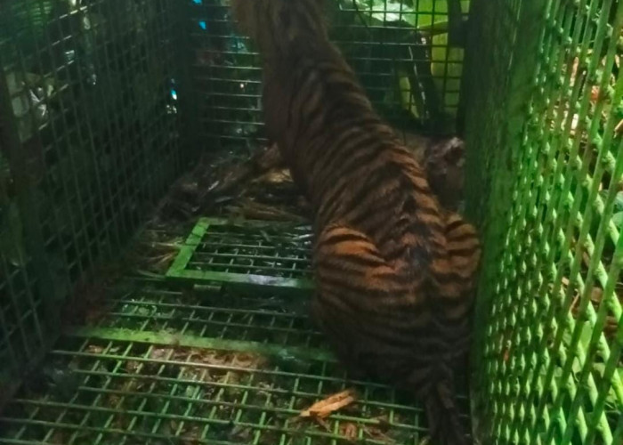 Parosil Apresiasi Sebesar-besarnya ke Pihak yang Berhasil Menangkap Harimau Sumatera 