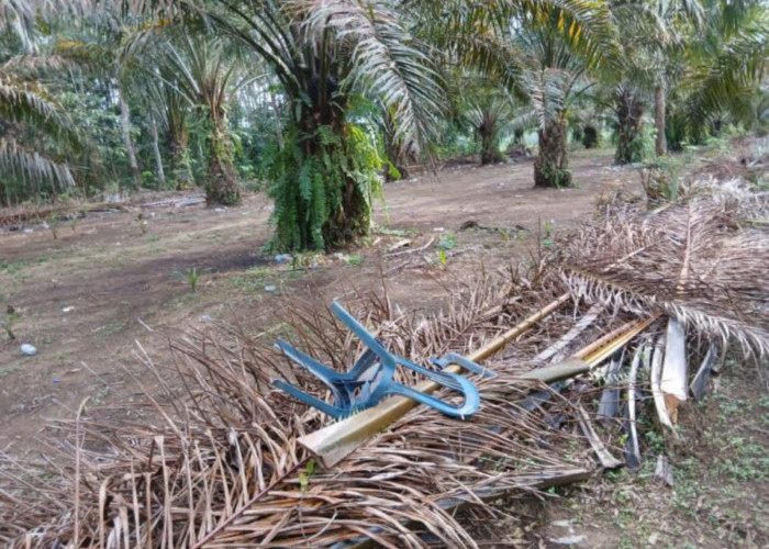 Informasi Bocor Saat Babinsa 412-08/ABT Cek Lokasi Gelanggang Judi Sabung Ayam di Desa Surakarta