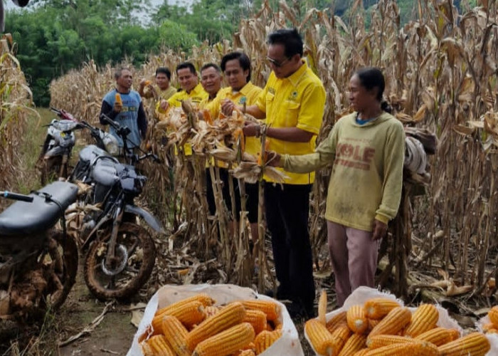 Ketua DPD Partai Golkar Way Kanan Hadiri Panen Raya Jagung di Kecamatan Baradatu