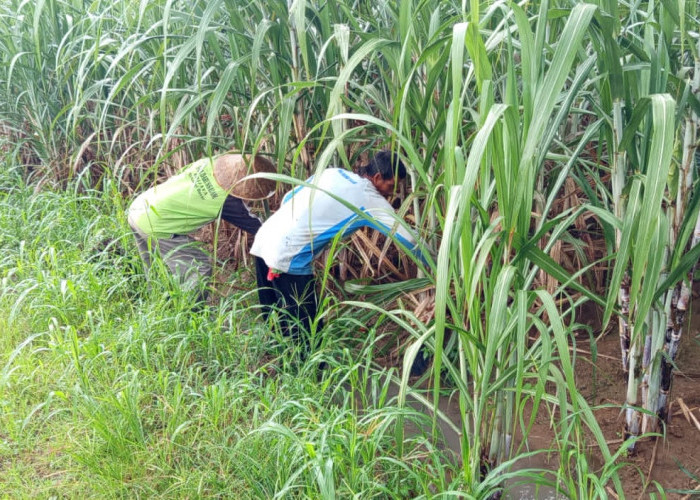 Langkah Awal Swasembada Gula Nasional, Lampura Targetkan Mei 2026 Panen Tebu 2.700 Ha 